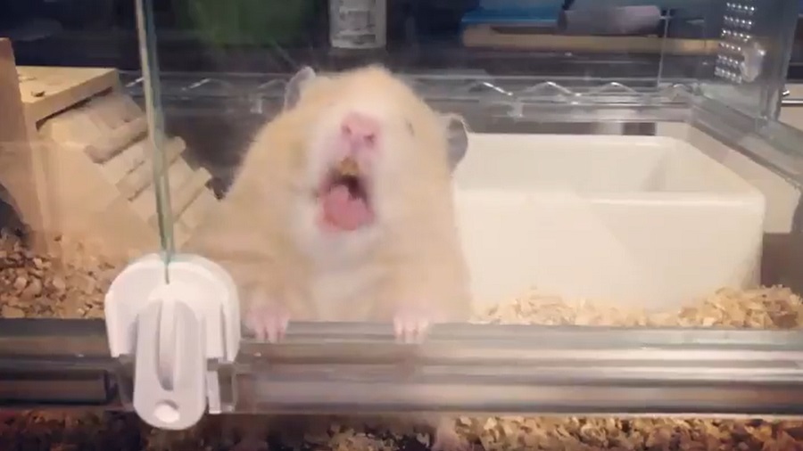 変顔選手権優勝 表情豊かなハムスターに腹筋崩壊 おたくま経済新聞 Line News