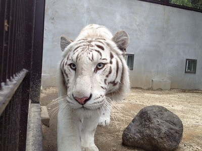 全国 ホワイトタイガーに会える動物園13選 関東 関西も網羅 全国 ホワイトタイガーに会える動物園13選 関東 関西も網羅