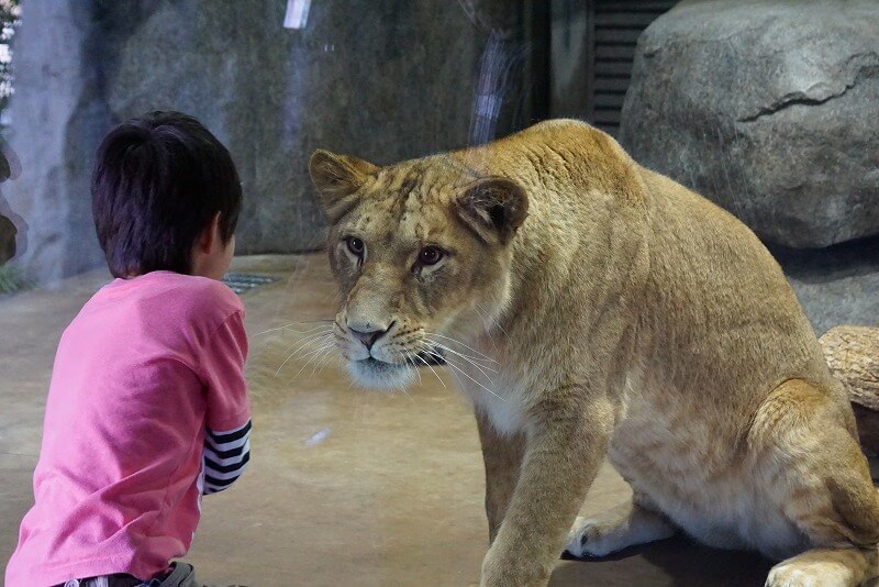 関東 おすすめ動物園 都内 入園無料 人気 穴場も紹介 後編 いこーよ