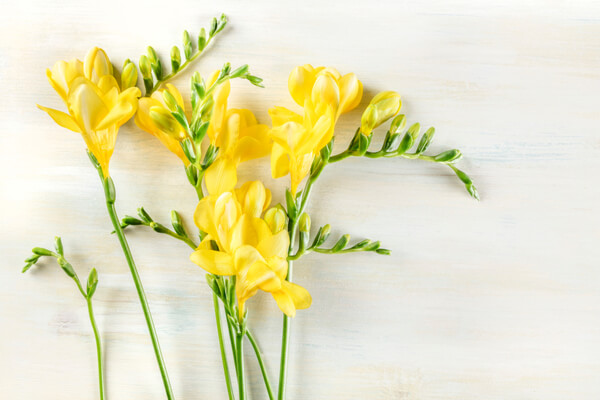 花屋が教える 長持ちする切り花の見分け方とお手入れ方法 ハルメク365