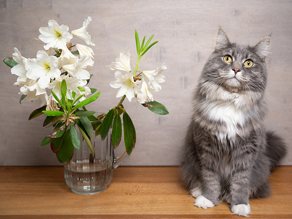 猫が中毒を起こす花は 花の捨て時は 花屋が教える花の飾り方q A ハルメク Line News