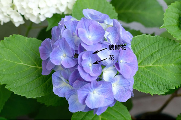 紫陽花の鉢植えは来年も咲く 手入れのコツを花屋が解説 ハルメク Line News