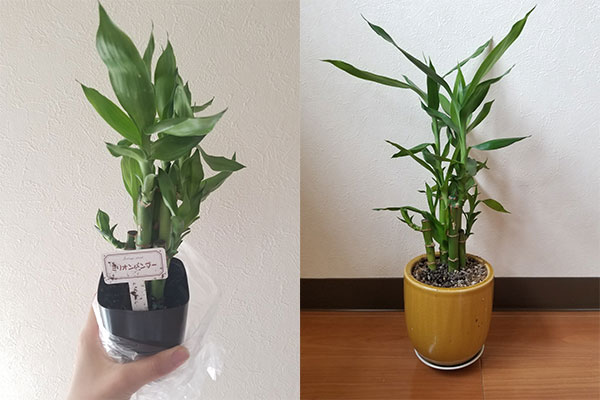 ダイソー で観葉植物が買える 初心者おすすめの種類と育て方 実際に2か月育てたら ハルメク365 ダイソー で観葉植物が買える 初心者おすすめの種類と育て方 実際に2か月育てたら ハルメク365