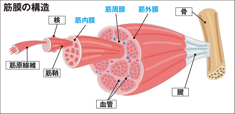 筋膜リリース の第一人者に筋膜とはそもそも何なのか聞いてみた Dime