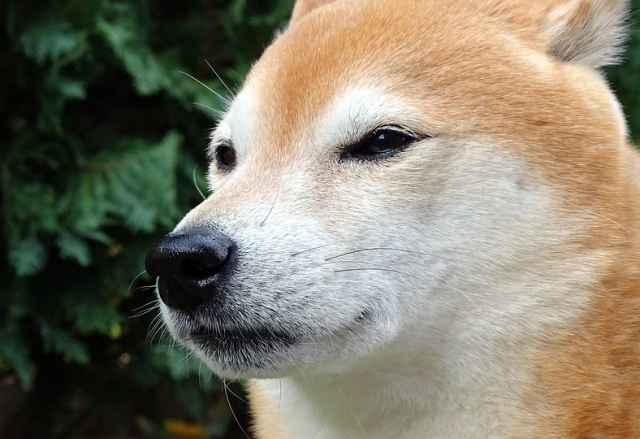 江戸時代にベストセラーになった犬の飼育書 犬狗養蓄傳 の驚くべき内容 Dime 江戸時代にベストセラーになった犬の飼育書 犬狗養蓄傳 の驚くべき内容 Dime