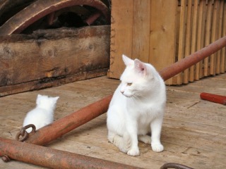 白猫は警戒心が強く神経質な性格になりがちな理由 Dime 白猫は警戒心が強く神経質な性格になりがちな理由 Dime