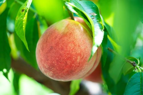 果汁が口いっぱいに広がる 味も形も素晴らしい 日川白鳳 ってどんな桃 オリーブオイルをひとまわしニュース Line News 果汁が口いっぱいに広がる 味も形も素晴らしい 日川白鳳 ってどんな桃 オリーブオイルをひとまわしニュース Line News