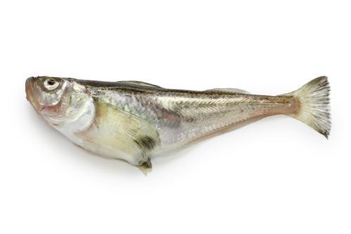 下処理はオスとメスで違う ハタハタ は基本の塩焼きがウマい オリーブオイルをひとまわしニュース Line News