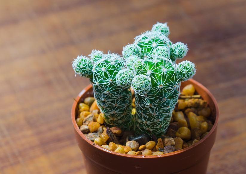 水のやり過ぎはキケン 腐ったサボテンの見分け方と完全復活させる３つのコツとは オリーブオイルをひとまわしニュース