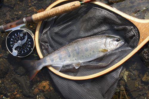 釣り好きの人は知っていて当然 イワナ と ヤマメ と ニジマス そっくりさんの川魚の見分け方をマスター オリーブオイルをひとまわしニュース Line News