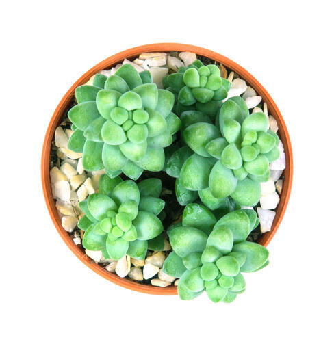 多肉植物 セダム の育て方と水やりのコツ オリーブオイルをひとまわしニュース Line News