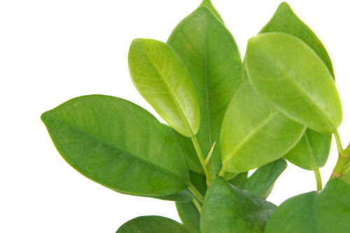 多幸の木 ガジュマル の育て方 水やりや剪定 挿し木も詳しく解説 オリーブオイルをひとまわしニュース Line News