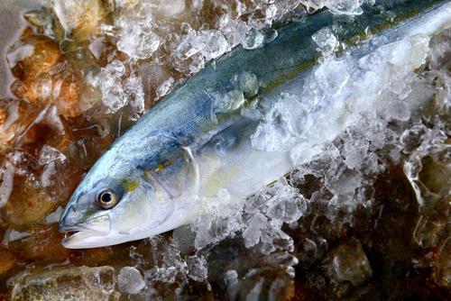 出世魚ブリの呼び名や順番は カンパチやハマチとの違いも調査 オリーブオイルをひとまわしニュース
