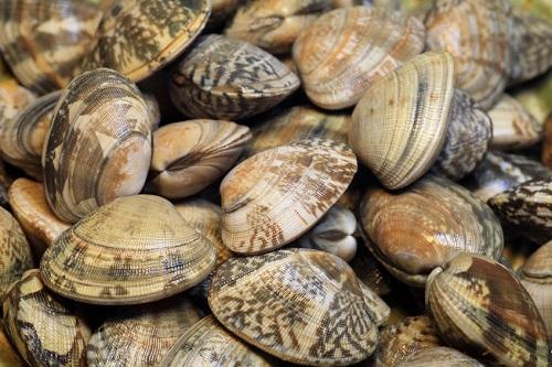 お湯を使って時短する方法も あさりの砂抜き を失敗させないコツとは オリーブオイルをひとまわしニュース