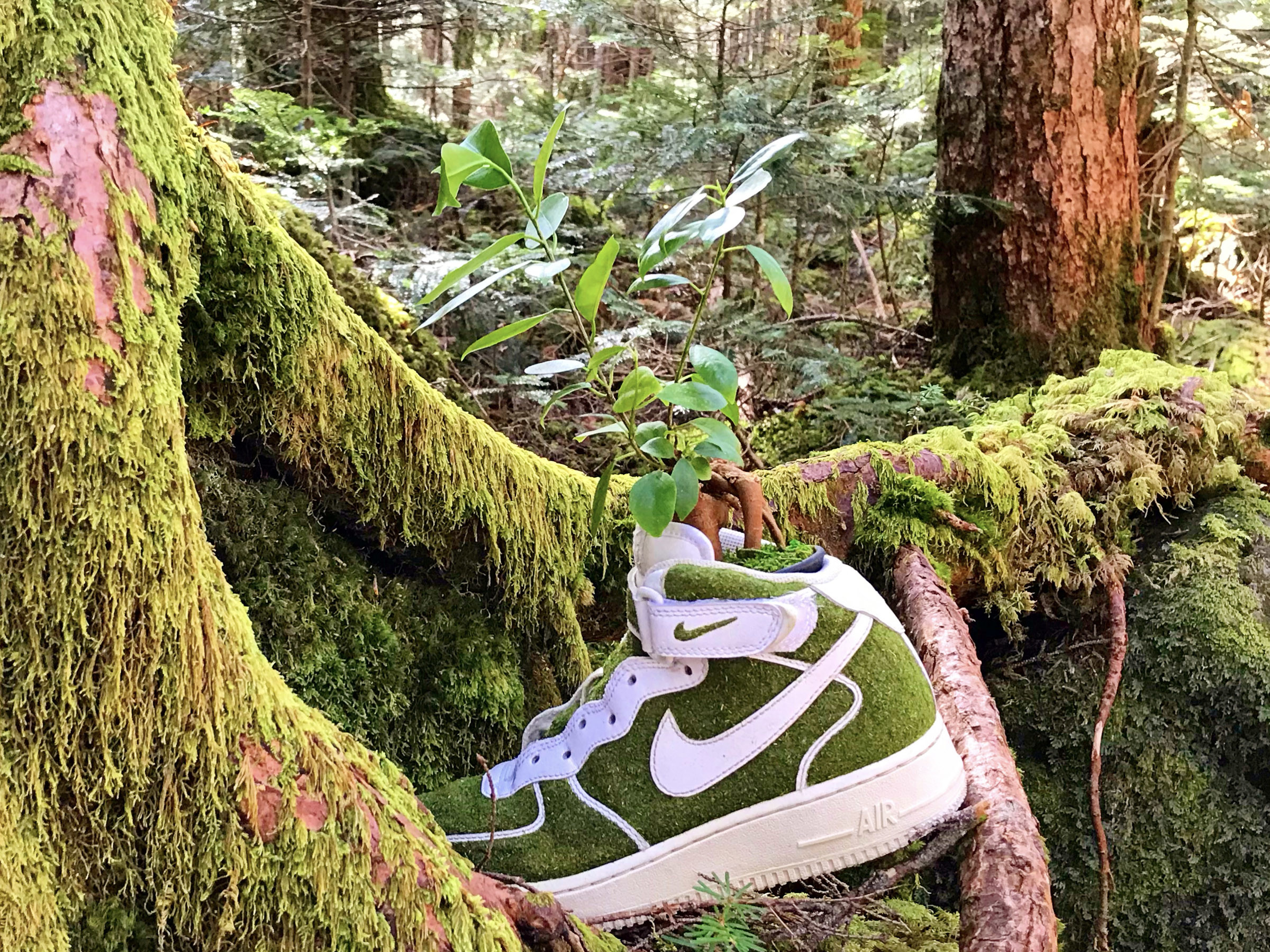 ナイキのスニーカーが鉢代わりに シューツリーのポップアップストアがチャオパニックにオープン