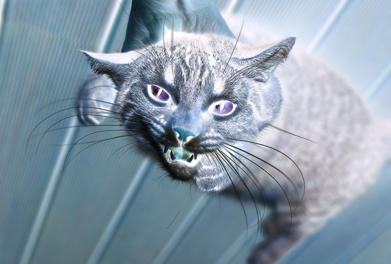 胴体真っ二つ 内臓が露出 など 猫の変死体が続出 の怪