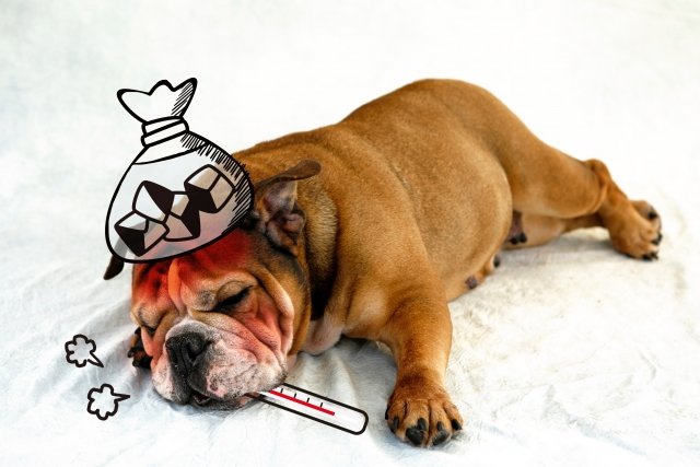 風邪は かかる もの ひく もの 言葉のルーツは漢方にあった Jタウンネット