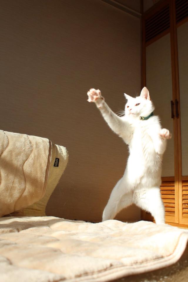 まるで特撮ヒーロー 今すぐ変身しそうなポーズを決めるネコがかっこいい Jタウンネット まるで特撮ヒーロー 今すぐ変身しそうなポーズを決めるネコがかっこいい Jタウンネット