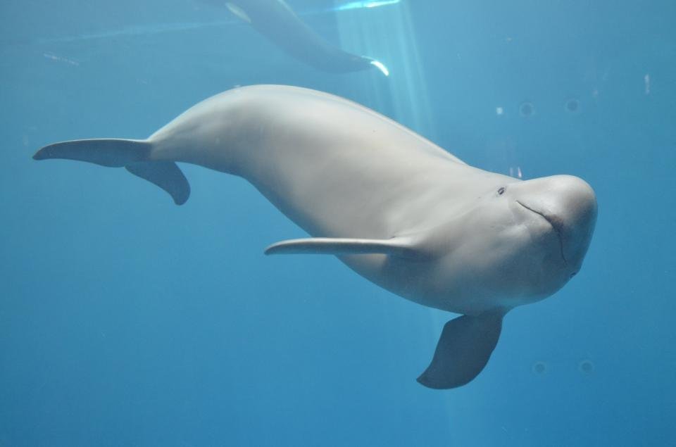 イルカとクジラは 同じ生き物 だった 鳥羽水族館が どちらでもいいんだよ と解説する理由 Jタウンネット イルカとクジラは 同じ生き物 だった 鳥羽水族館が どちらでもいいんだよ と解説する理由 Jタウンネット