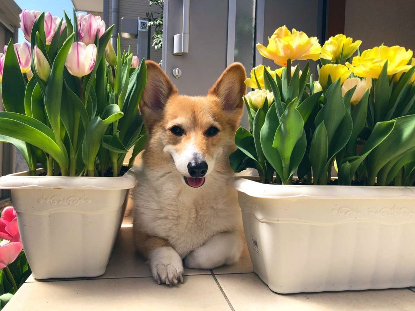 チューリップの妖精さんだ プランターを押しのけ現れるコーギーが超絶キュート Jタウンネット