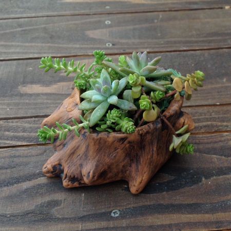 100均の切り株型植木鉢で簡単多肉寄せ植え