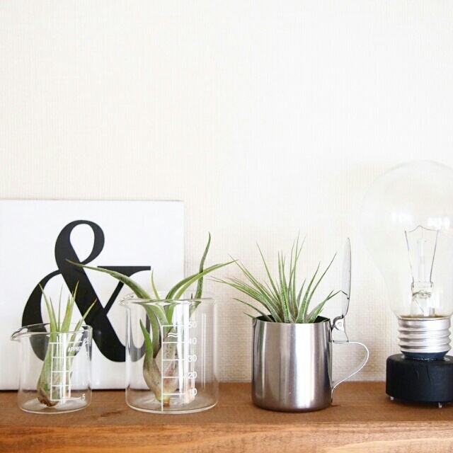 お手入れ楽チン ダイソーのエアープランツでお部屋に緑を