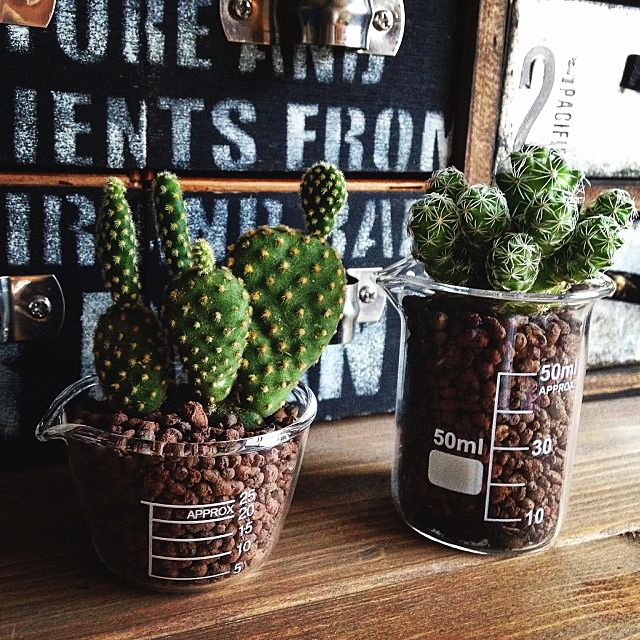 理系アイテムが大人気 100均でも買えるビーカーの使い方 Roomclip Mag Line News