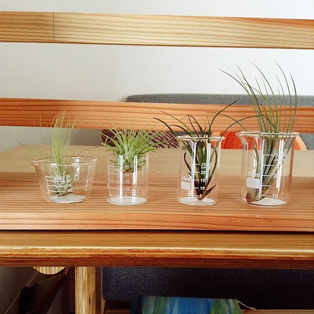 理系アイテムが大人気 100均でも買えるビーカーの使い方 Roomclip Mag Line News