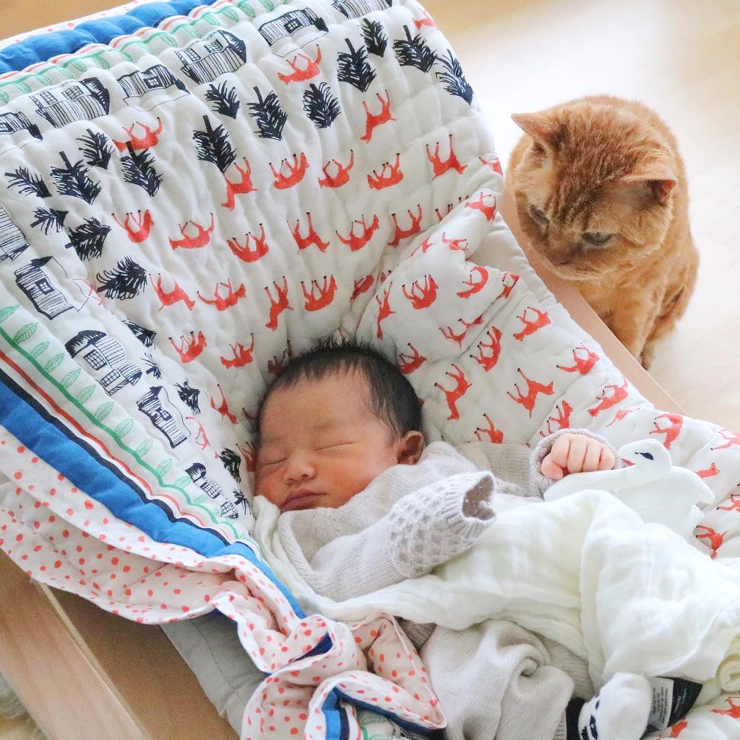 あぁ 癒される ロンドンで暮らす赤ちゃんと猫たちにもうメロメロ