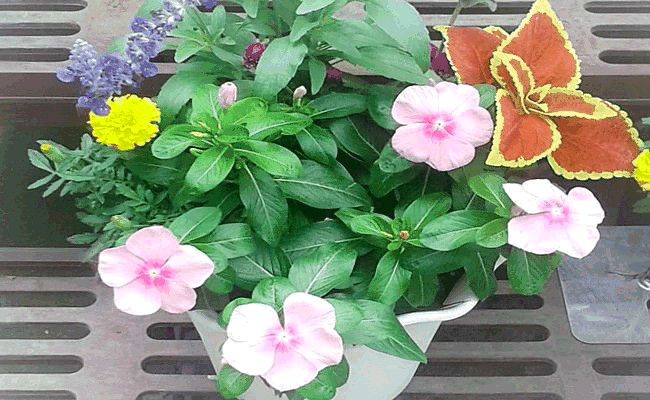 花育 って知ってる お花を育ててやさしい心に