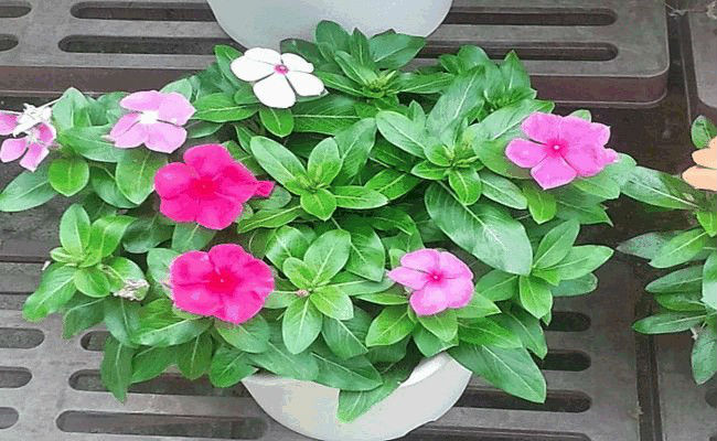 花育 って知ってる お花を育ててやさしい心に