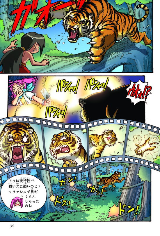 スマトラ島のトラは 世界で一番 だった どっちが強い ライオンvsトラ 陸の最強王者バトル ダ ヴィンチニュース Line News