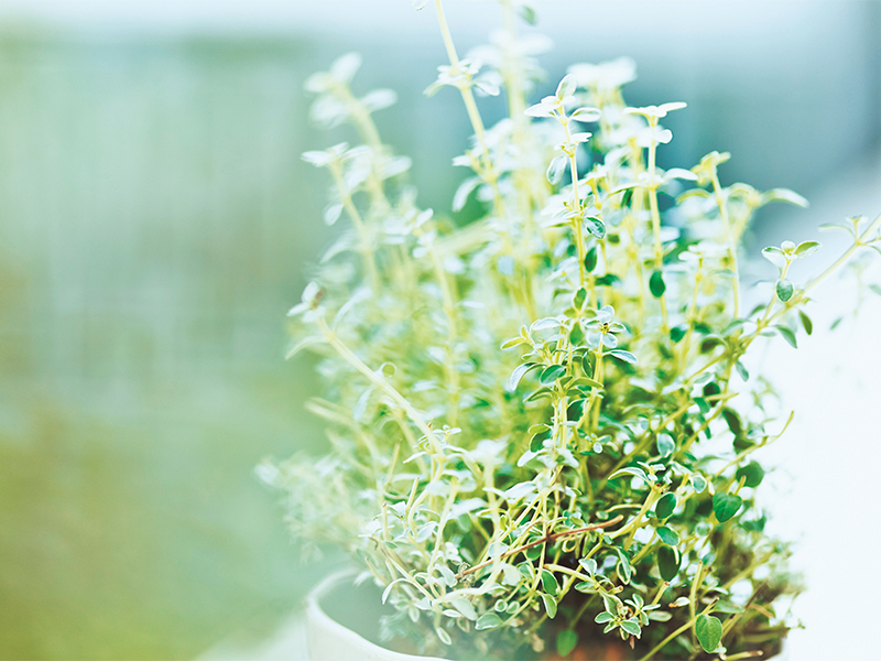 料理に使えて家計も助かる 植物を枯らす人でも育つハーブ
